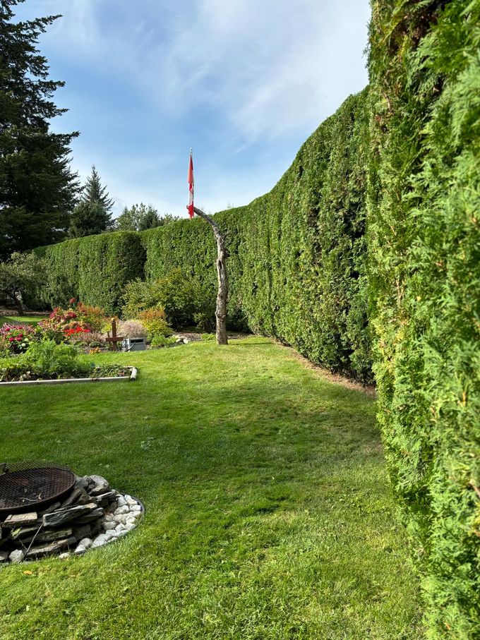 Green lawn and tall hedge in a backyard with a partially visible red object and other plants.