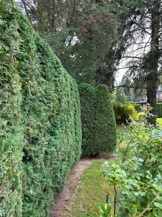 Green hedges line a path in a garden, trees in the background.