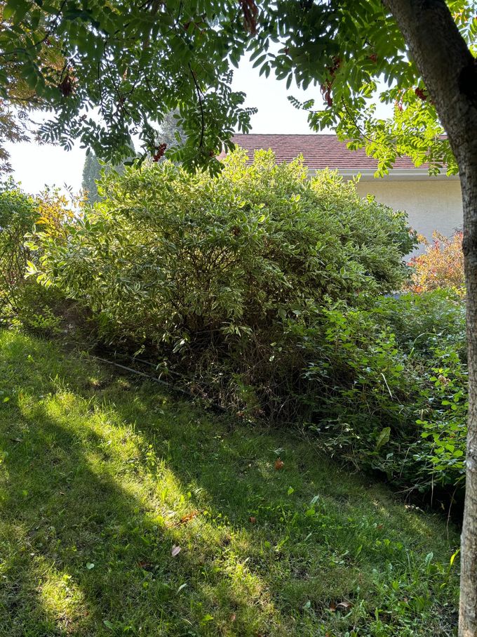 Green hillside with a large bush and tree on a sunny day; part of a house visible.