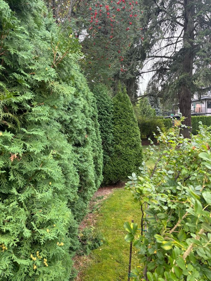 A row of green arborvitae trees beside a grassy area and other foliage, in a yard.