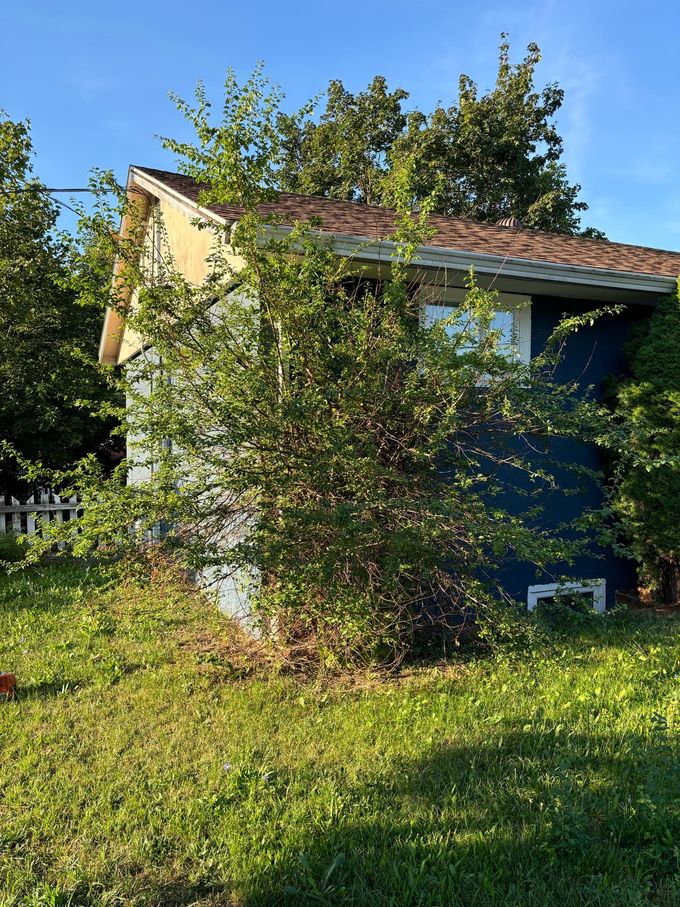 Small blue house with overgrown bushes, grass, and a white picket fence against a blue sky.