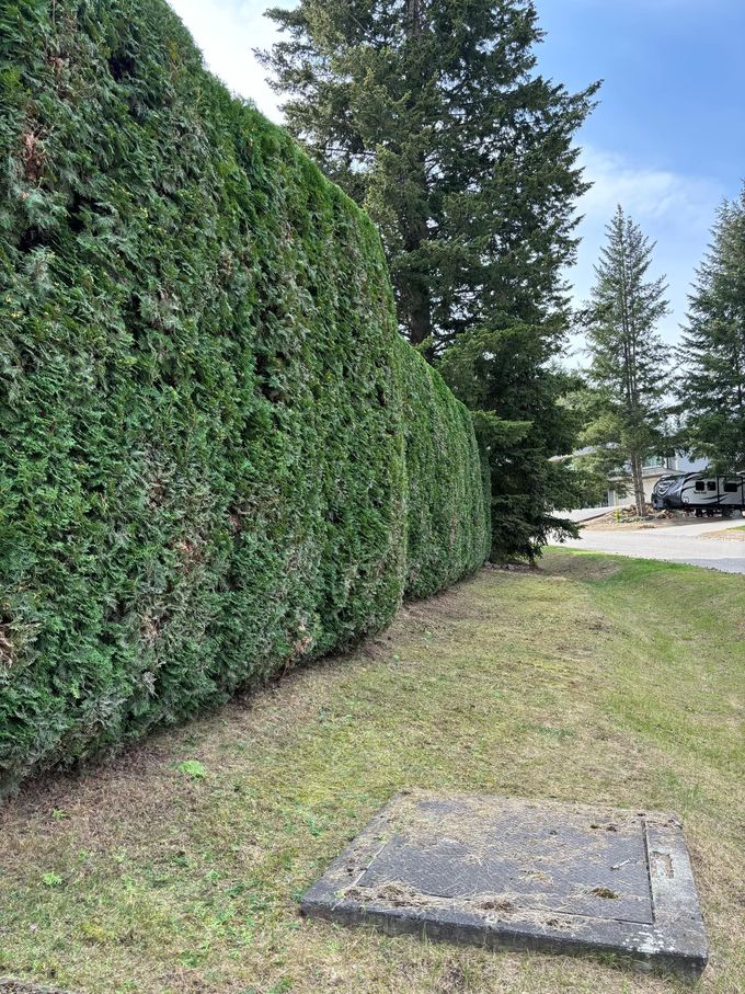 Tall green hedge bordering a grassy area with a flat, dark stone marker.
