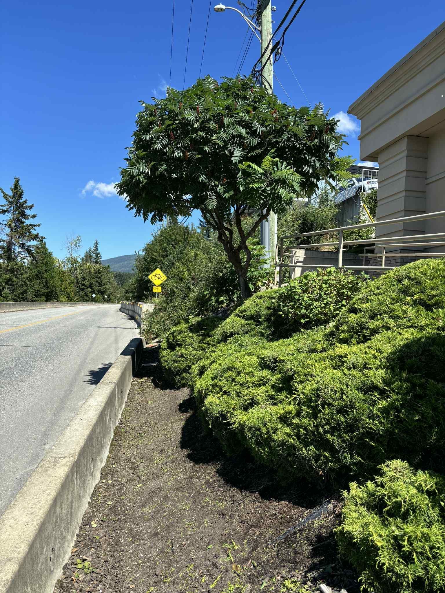 Roadside view with a tree and green shrubs near a building, blue sky overhead.