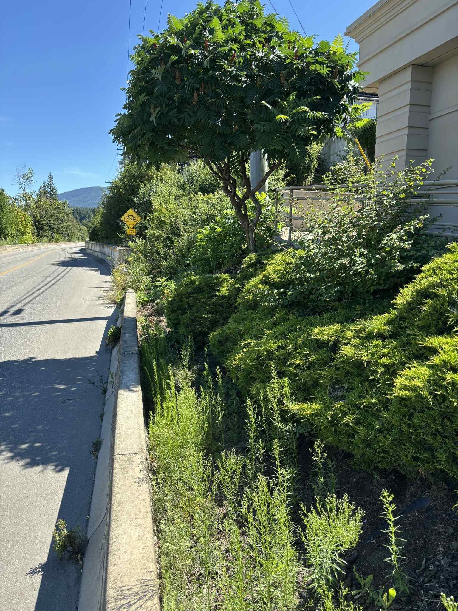 Asphalt road alongside a hedge row with small plants, a curb, and a tree in front of a building. Sunny day.