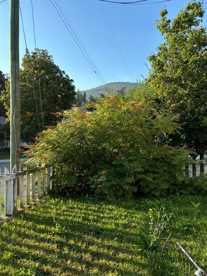 Green shrub behind a white picket fence with mountain in the background under a clear blue sky.