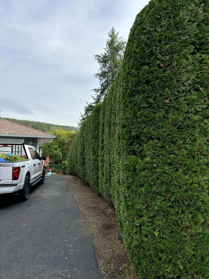 A tall, green hedge borders a driveway with a white truck parked beside it. Overcast sky.