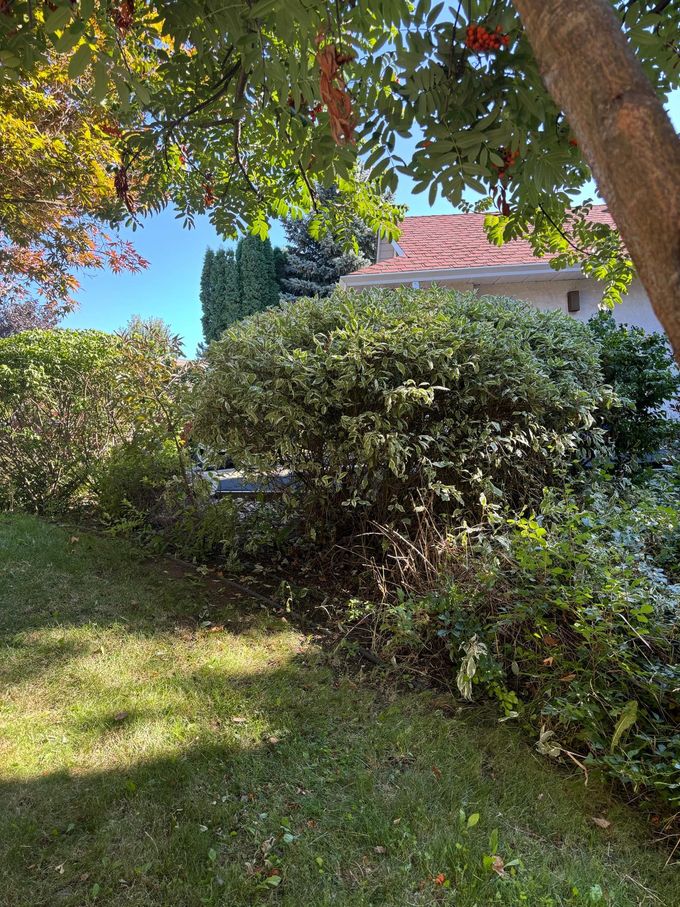 Green shrubs and grass in a yard, with a tree casting a shadow under a blue sky.