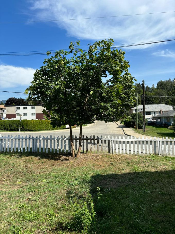 Tree behind a white picket fence in front of a road and houses on a sunny day.