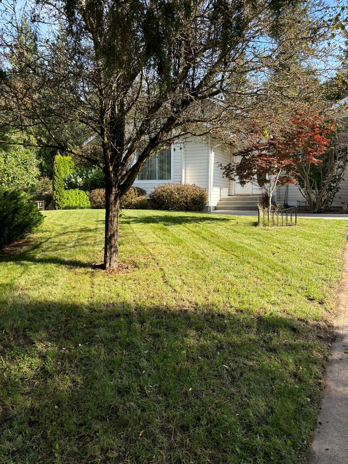 Lawn in front of a house with a tree in the center, under a blue sky.