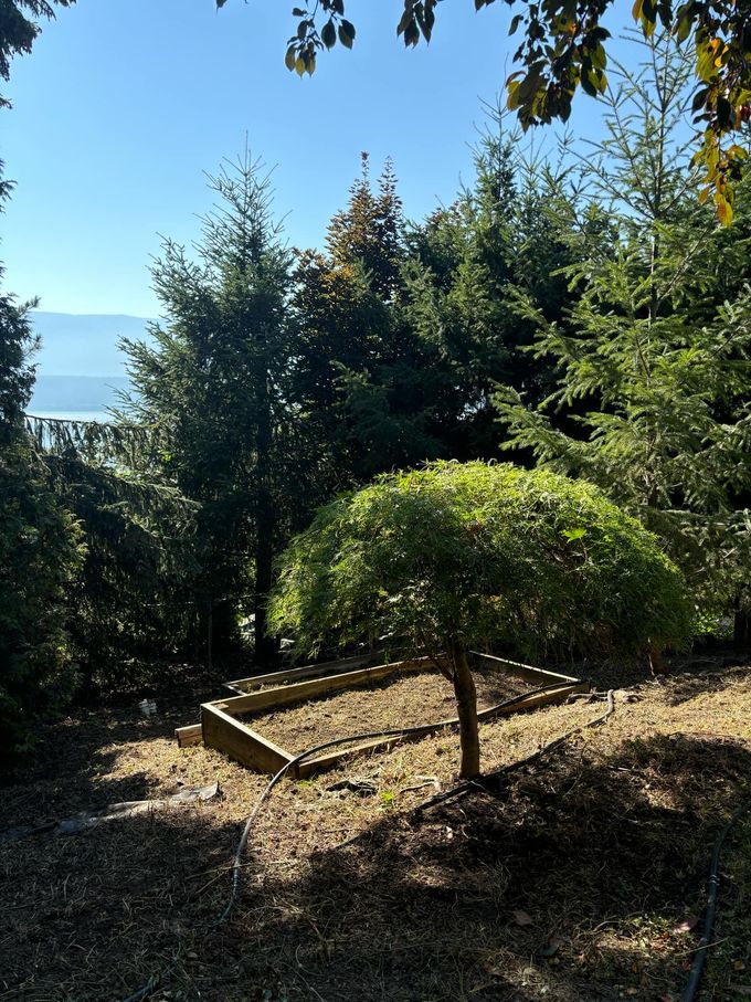 A small, green tree with a manicured top stands in a wooden-framed garden. Background includes other trees and water.
