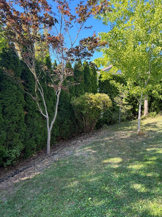 Lush green yard with trees of varying colors and heights. Evergreen shrubs form a backdrop against a blue sky.