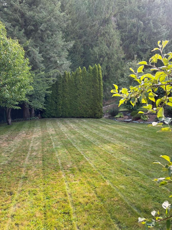 Lush green lawn with a neatly trimmed hedge in a wooded backyard. Sunlight filters through the trees.