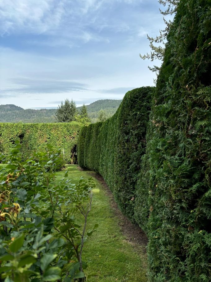 Green hedge borders a path, leading towards distant hills under a cloudy sky.