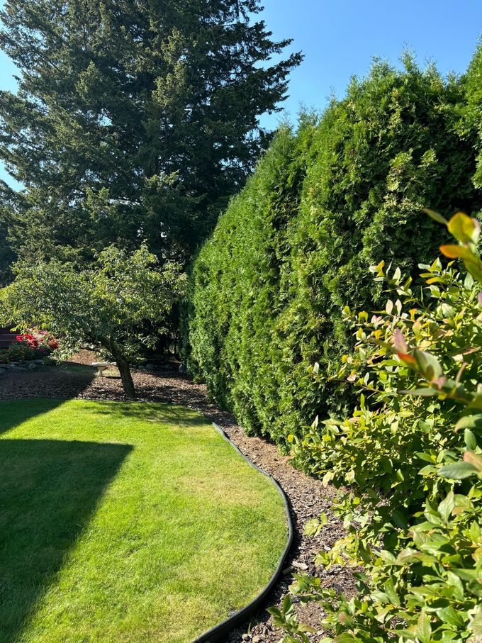 Lush green garden with a tall hedge bordering a grassy lawn. Sunny day.