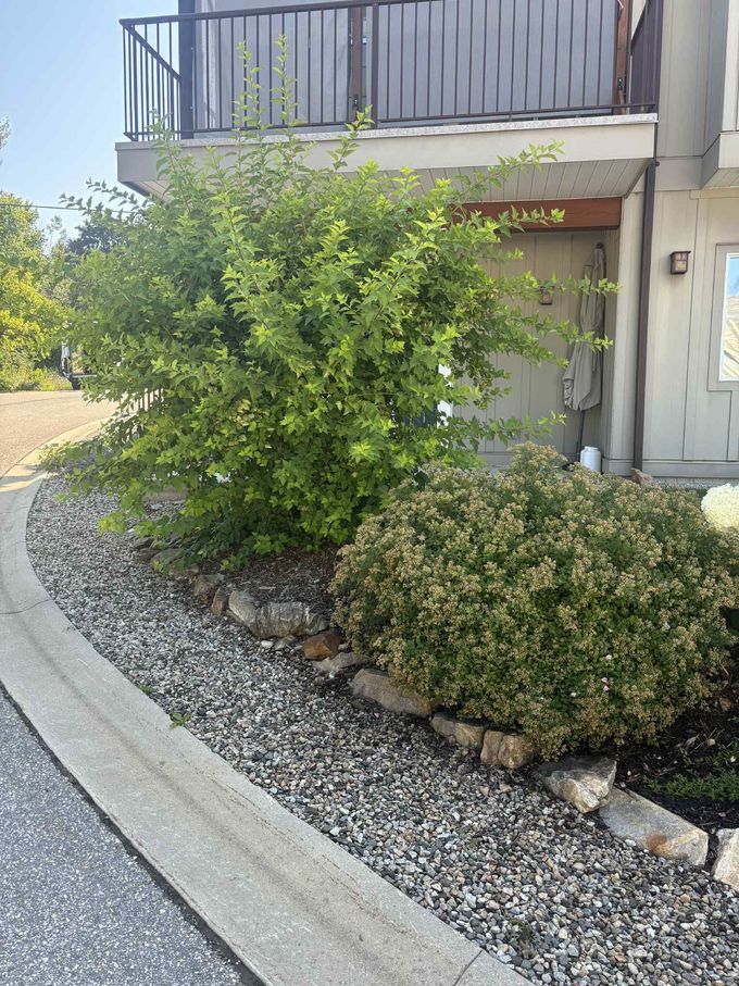 A green bush next to a smaller rounded bush, bordered by rocks and gravel, next to a building.