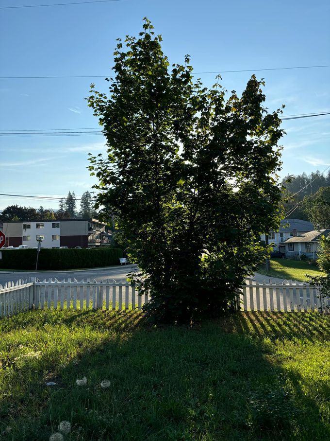 Tree casting a shadow over a white picket fence, with houses and blue sky in the background.