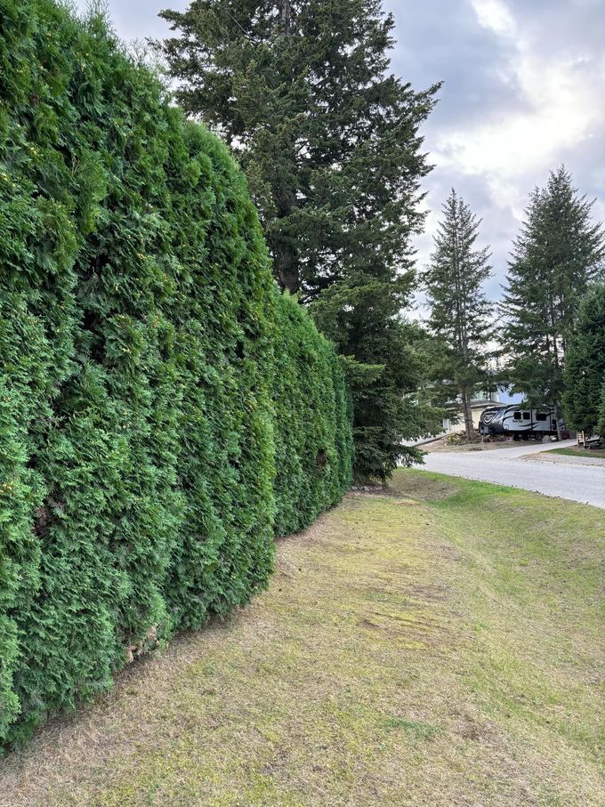 Green hedge alongside a grassy area with a road and trees in the background under a cloudy sky.