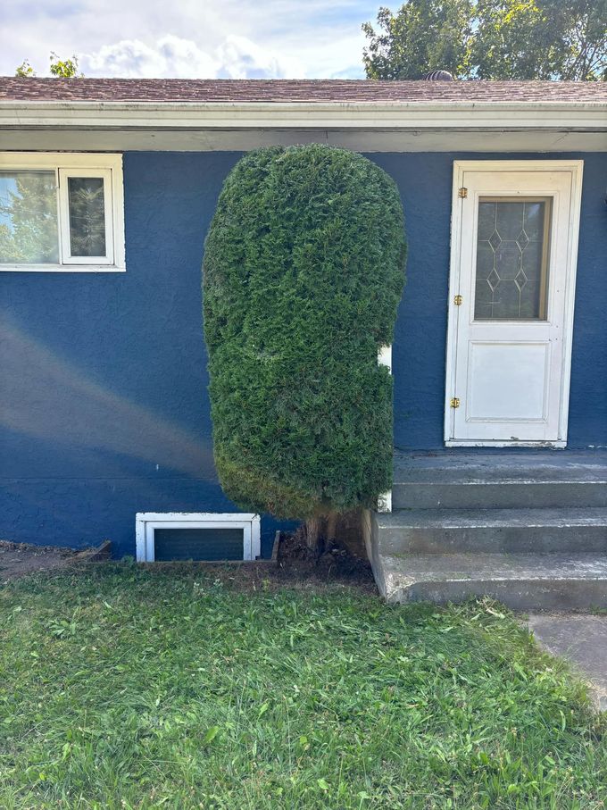 Blue house with white door, window, and a tall, green, trimmed bush; concrete steps lead to the door.