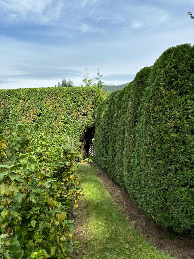 Green hedge maze with a grassy path and a view of the sky.