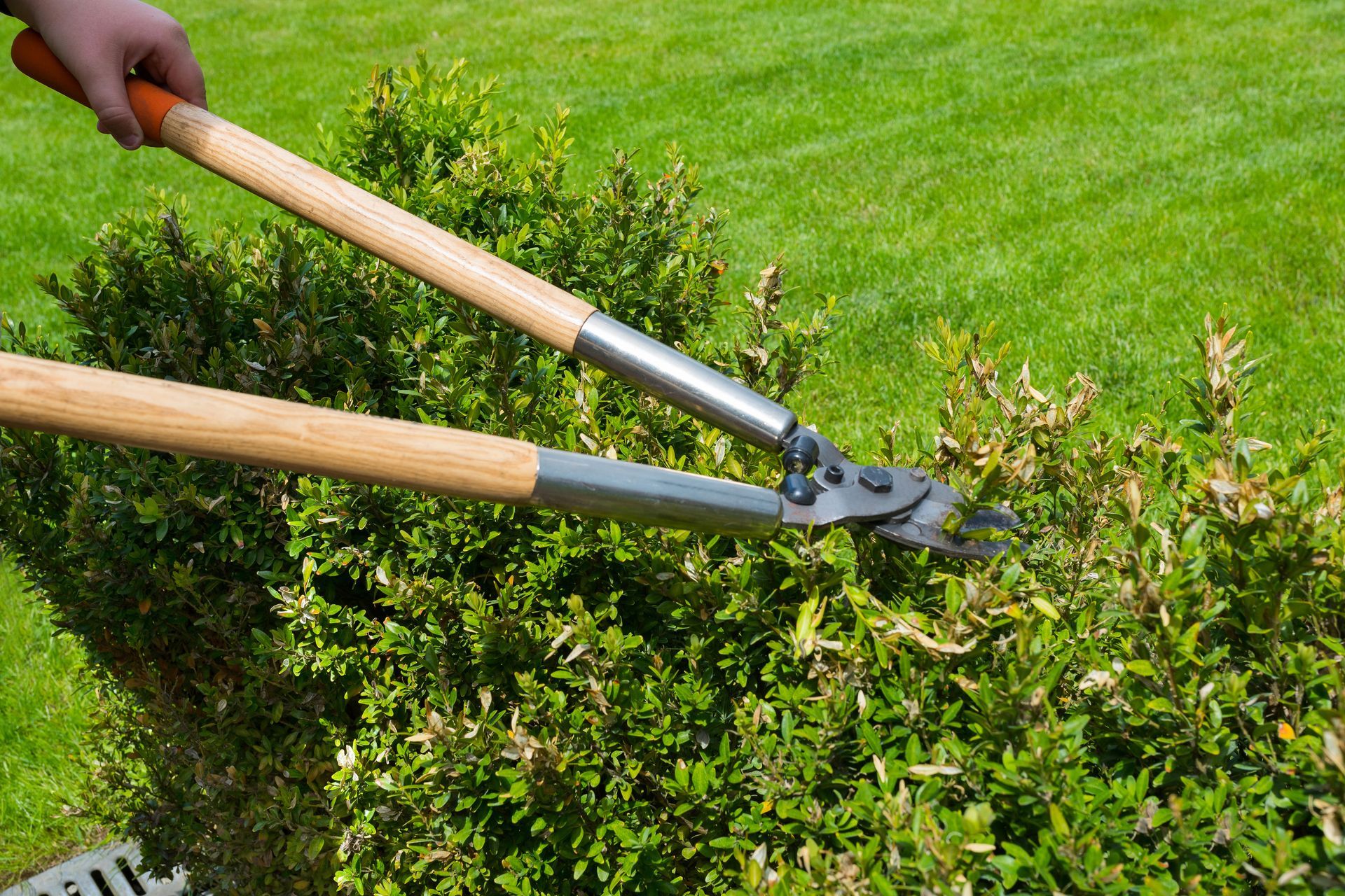 Person using long-handled shears to trim a green bush outdoors on a sunny day.