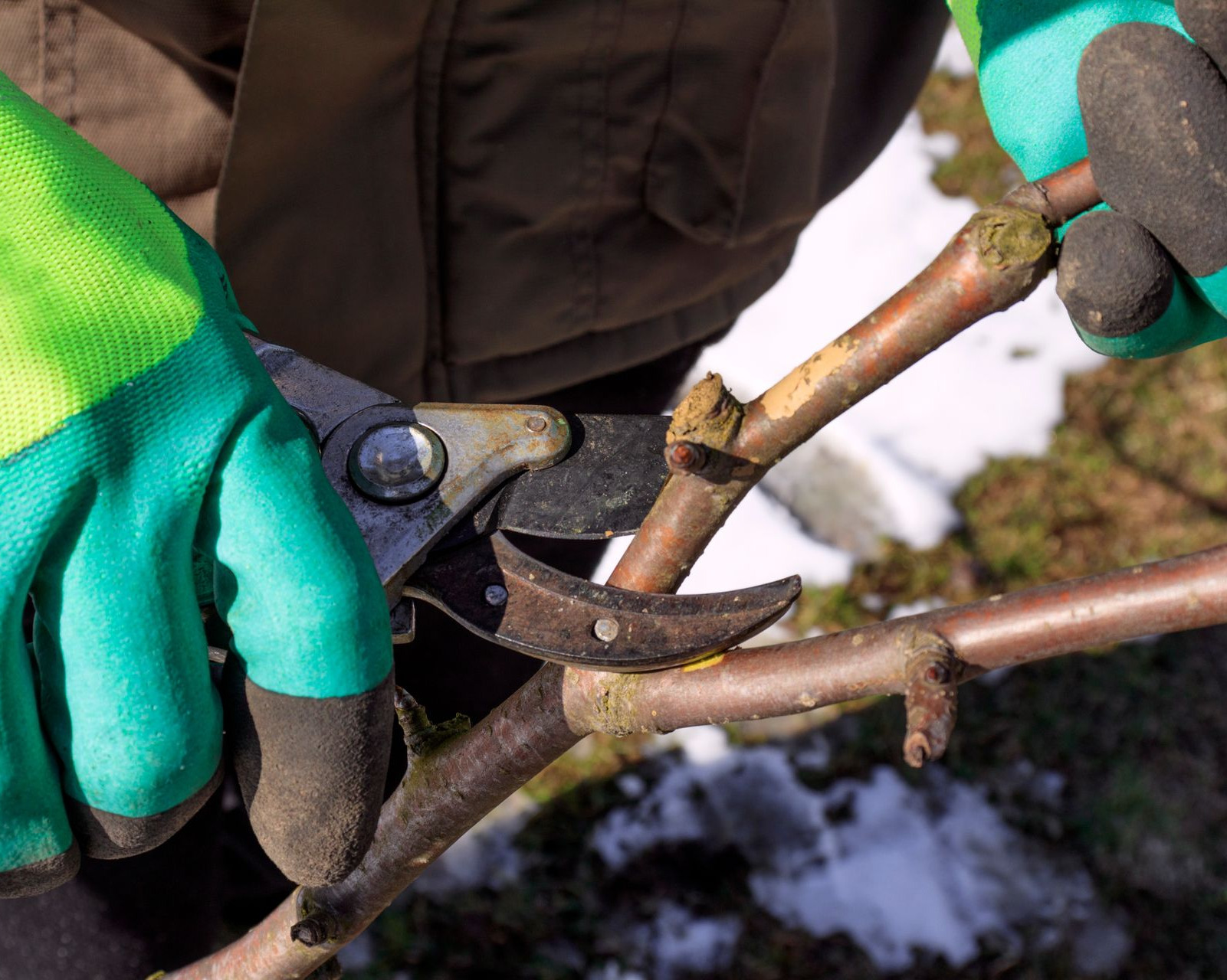Hands wearing gloves pruning tree branches with clippers. Snowy background.