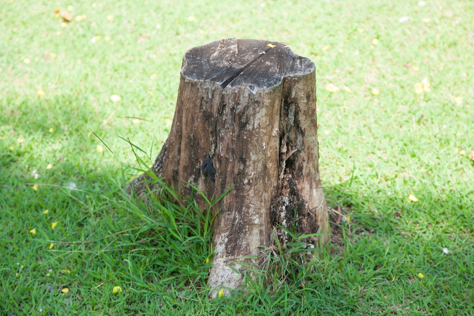 Tree stump in a grassy area, with dark brown wood and green grass surrounding it.