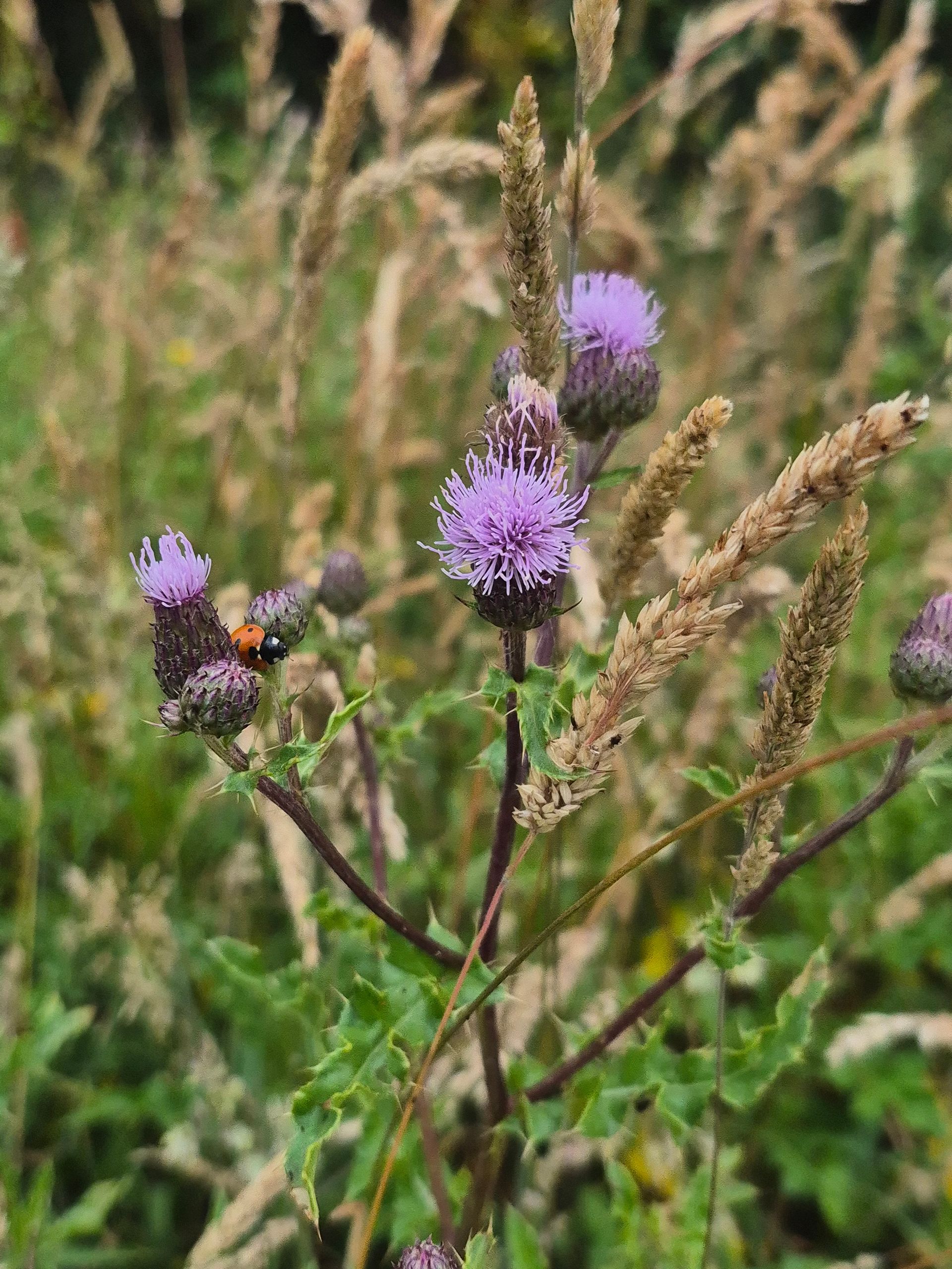 Purple thistle flowers with a ladybug, surrounded by brown grasses.