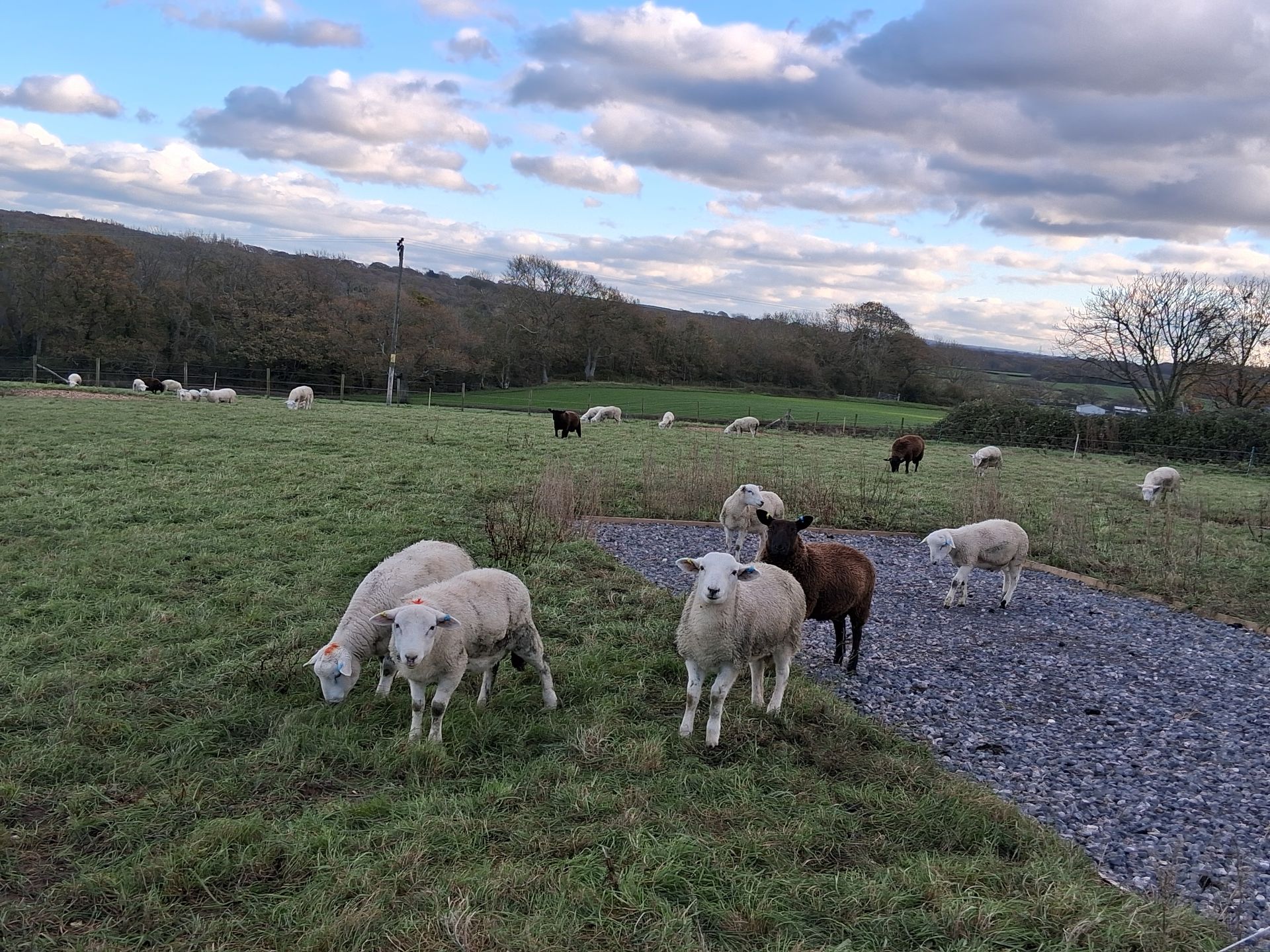 Sheep graze in a green field with a cloudy sky and trees in the background.