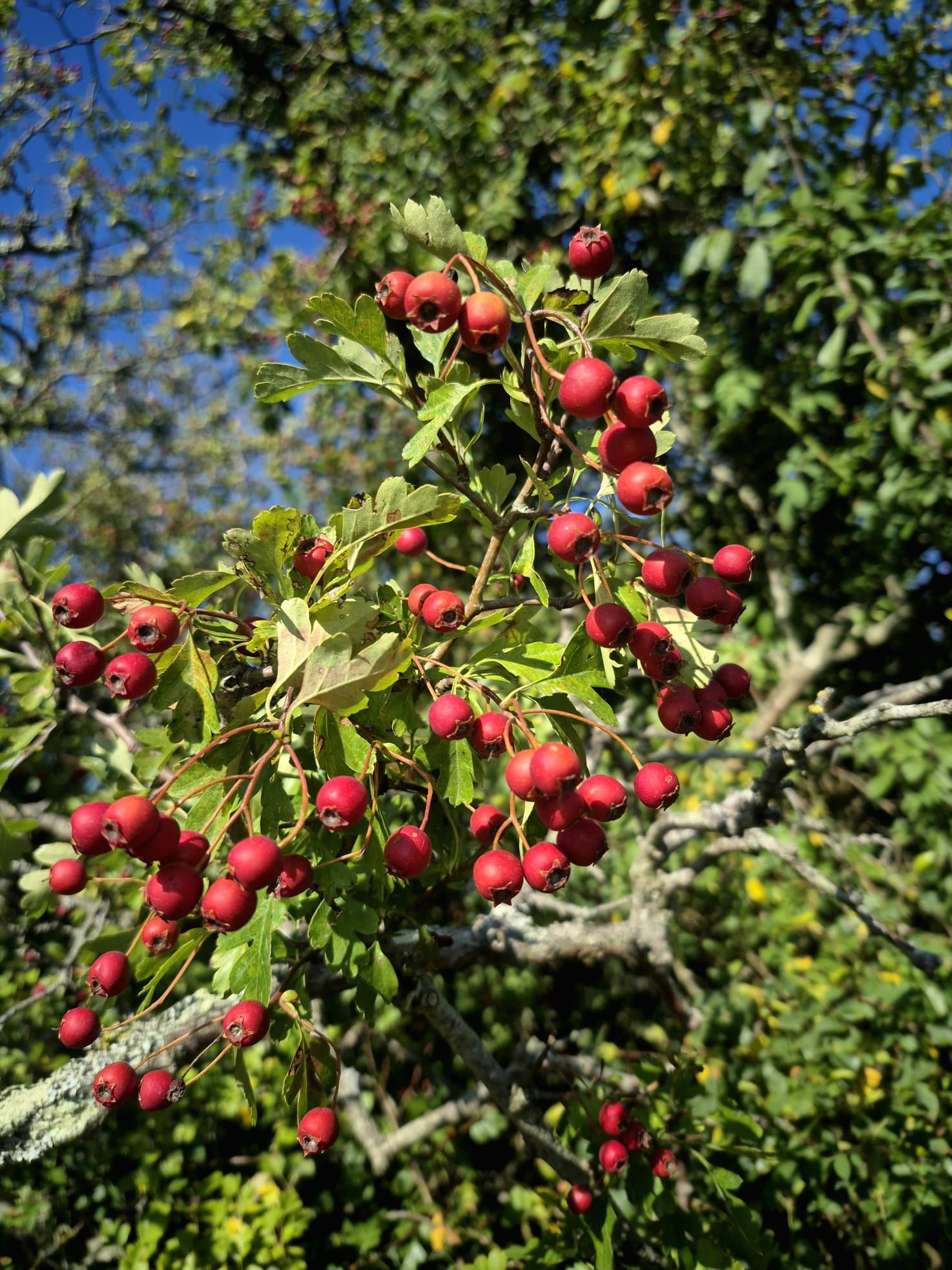 Branch with clusters of small, red berries and green leaves, against a blue sky.