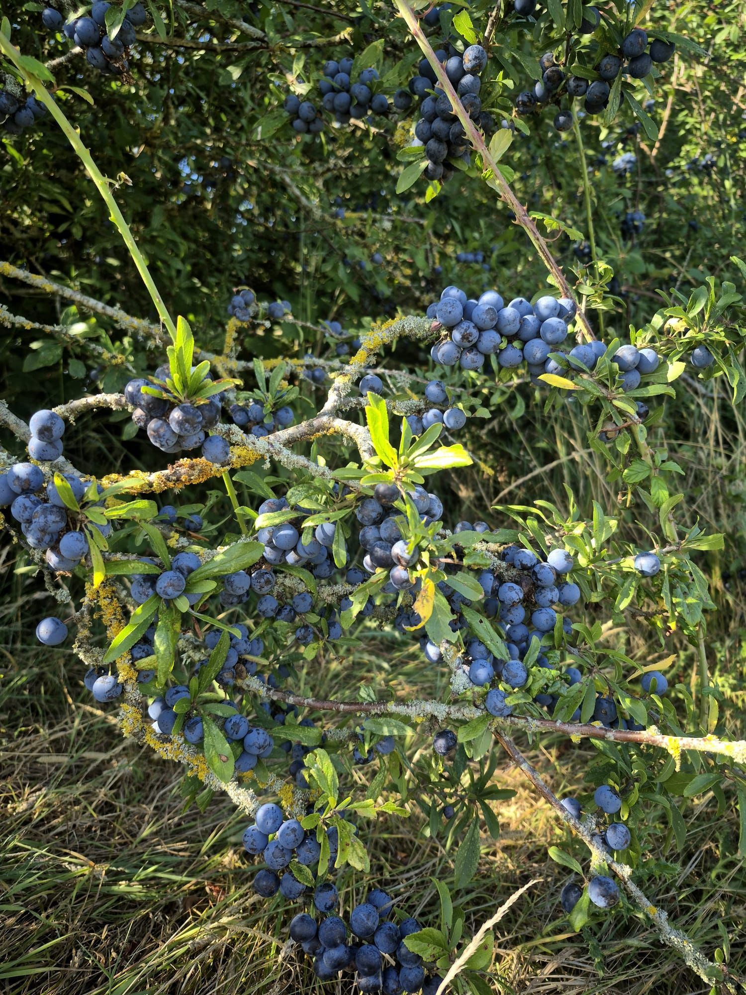 Bush with clusters of small, dark blue berries, green leaves, and thorny branches.