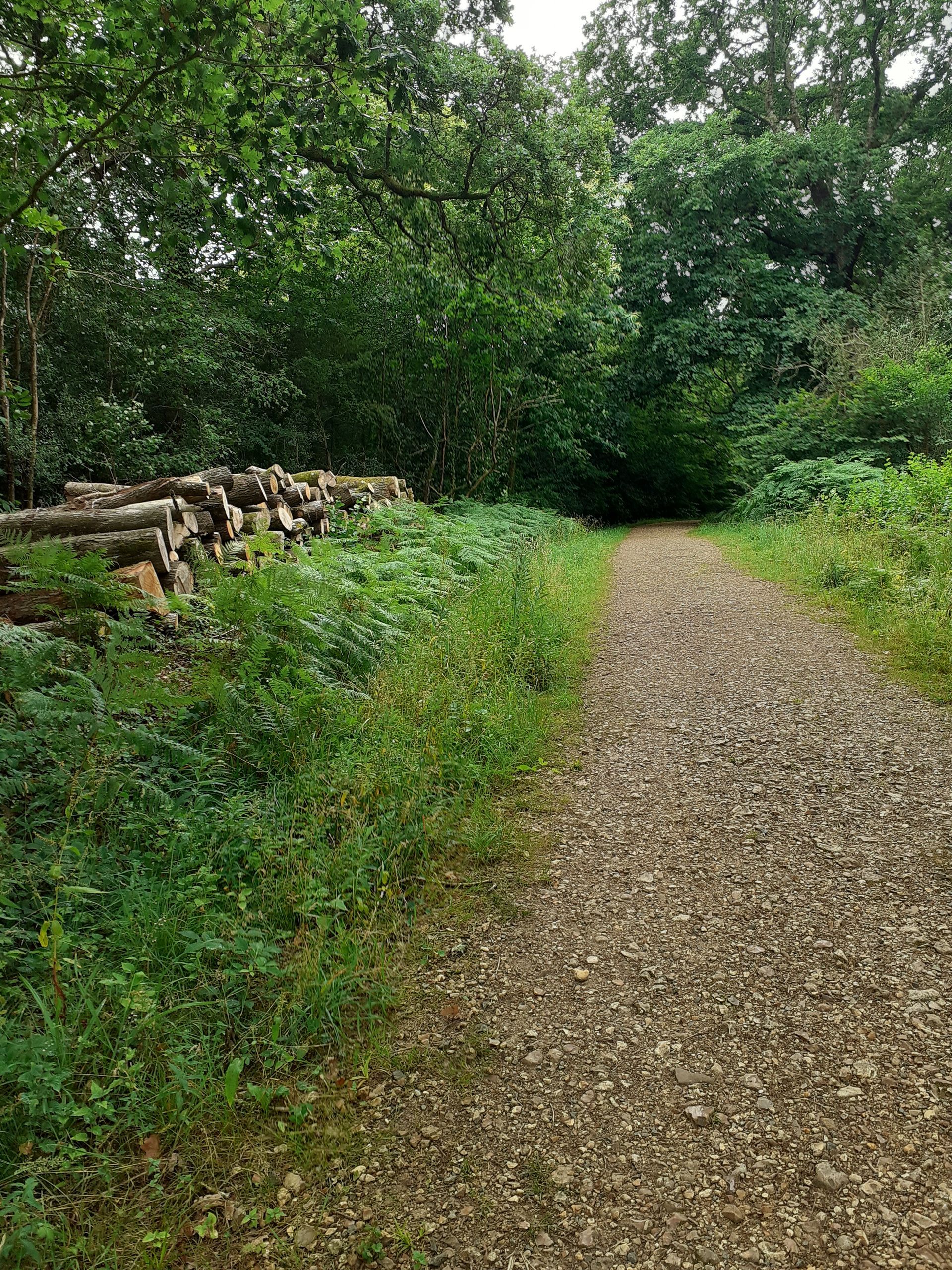 Gravel path through a wooded area, with logs piled to the left and lush green foliage surrounding.