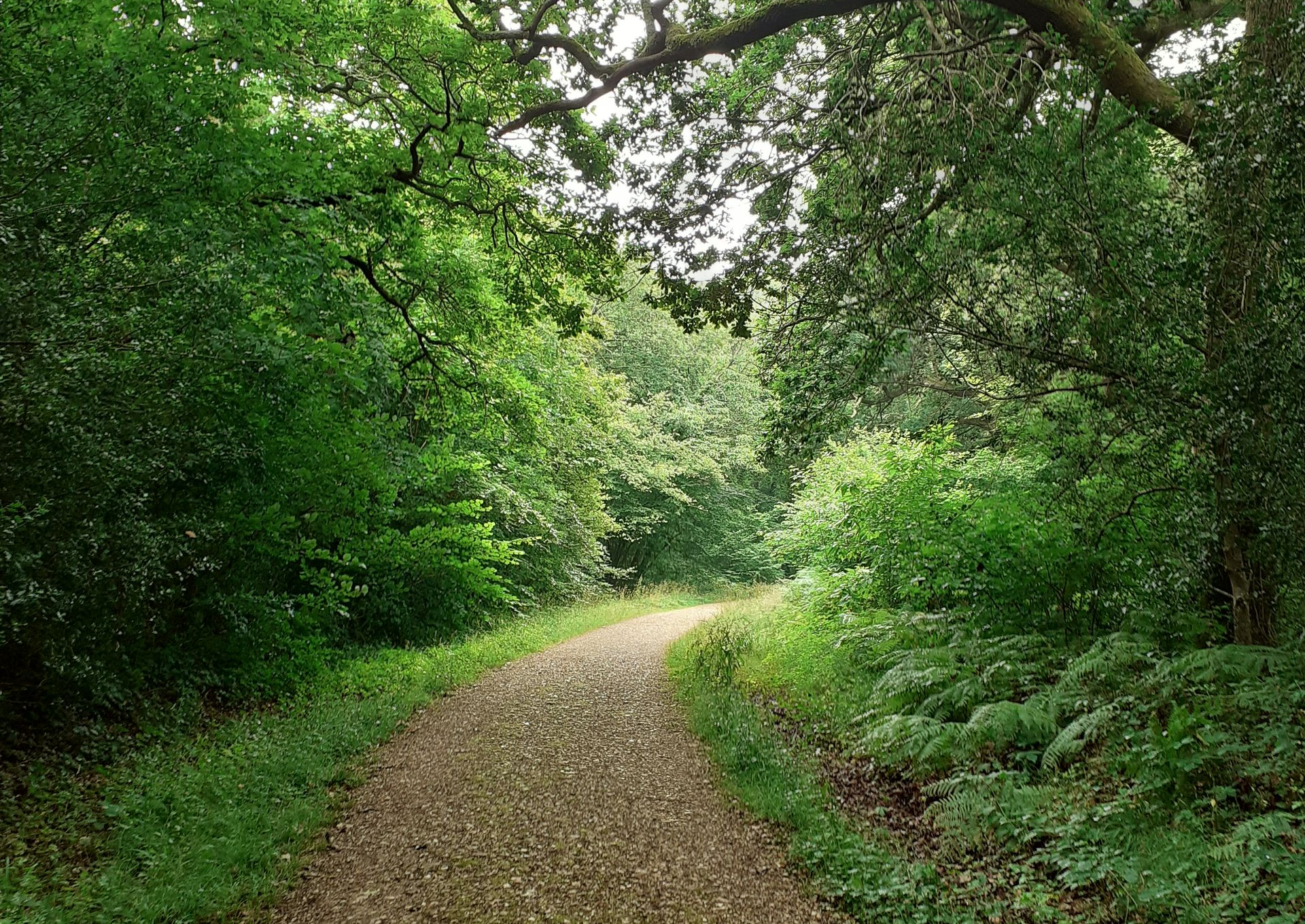 A gravel path winds through a lush green forest, sunlight dappling through the trees.