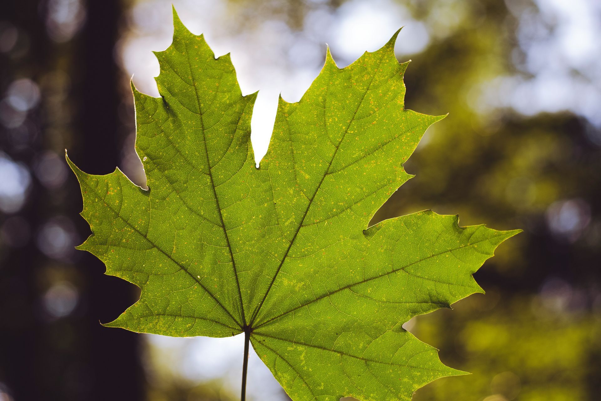 A close up of a green maple leaf with a blurry background