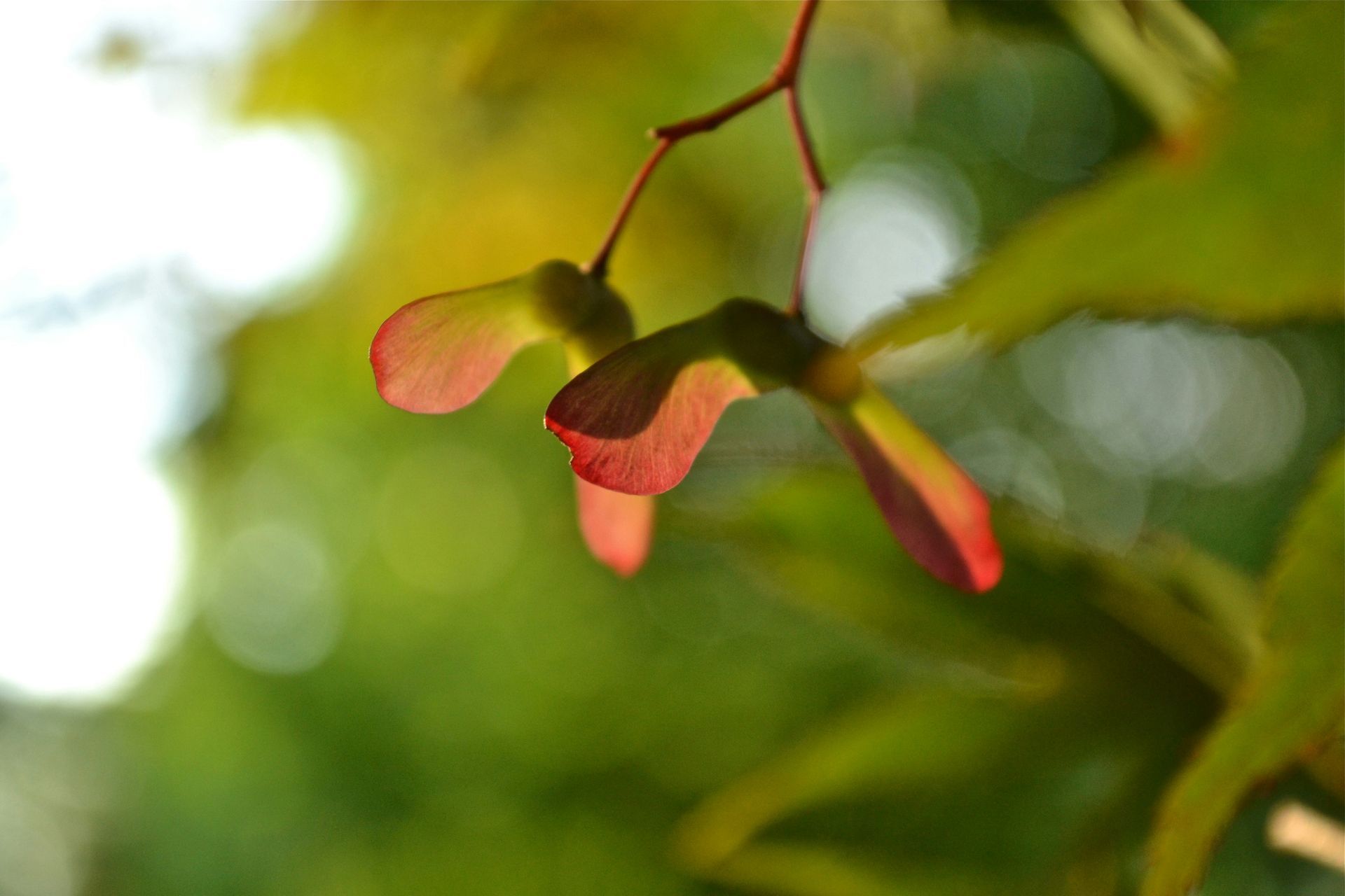 A close up of a red flower hanging from a tree branch.