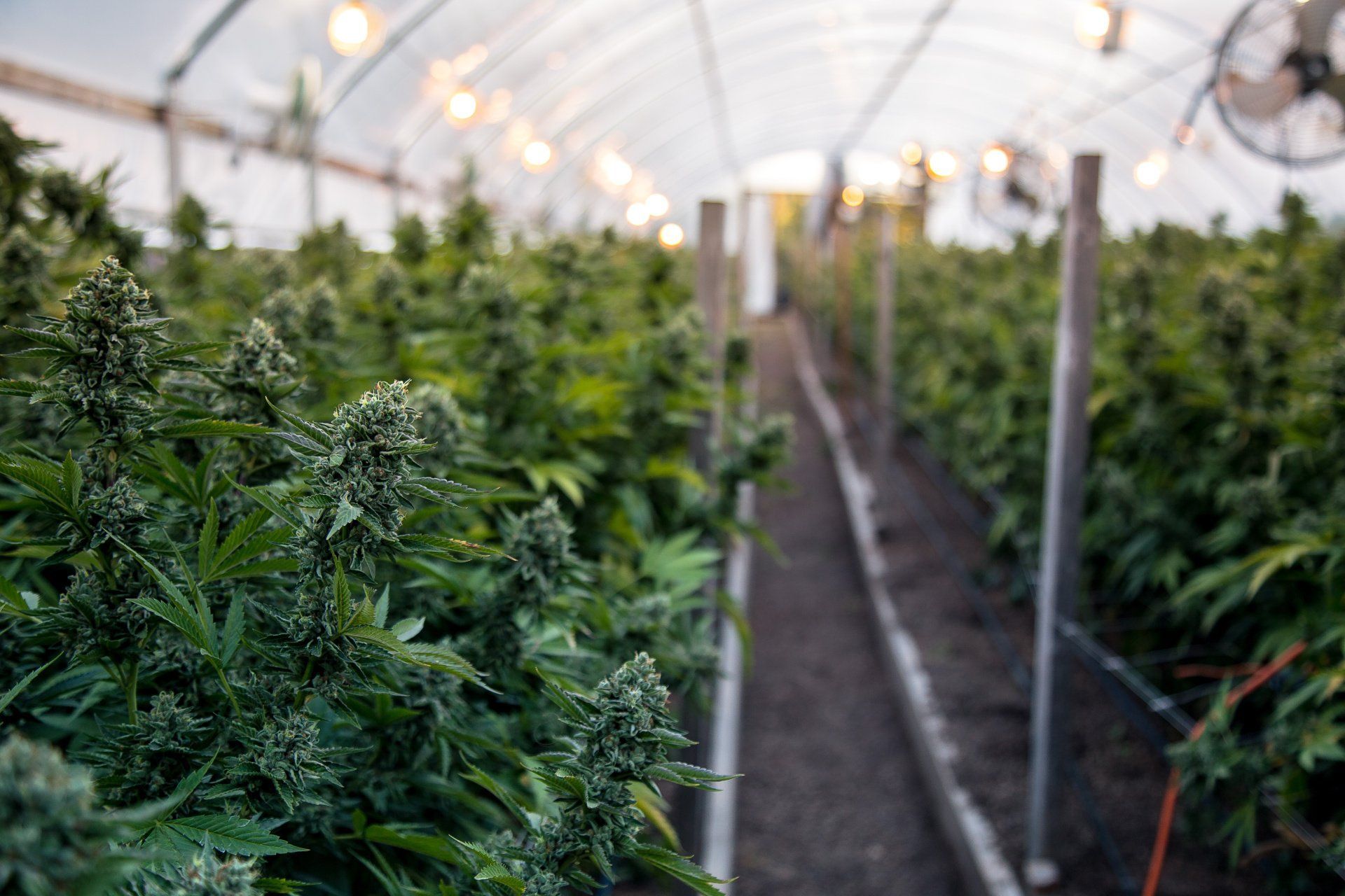 greenhouse of growing cannabis