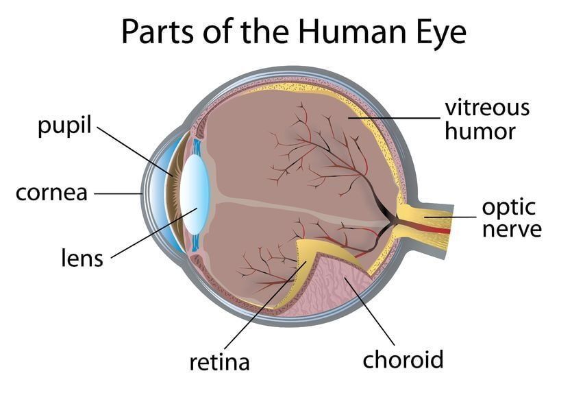 Parts Of The Human Eye | Delmar, NY | Buenau’s Opticians, Inc.