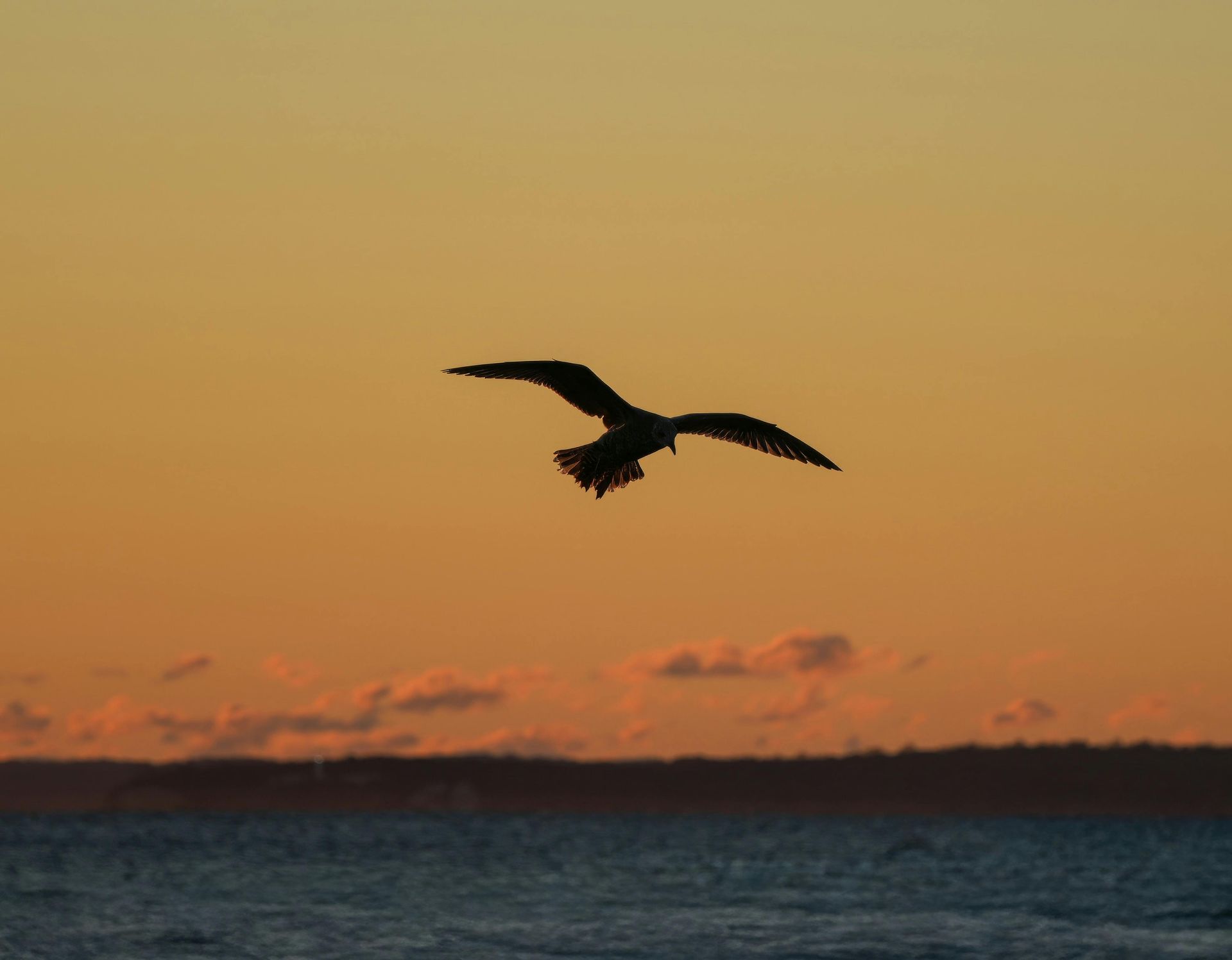 Bird Flying Free at Dawn