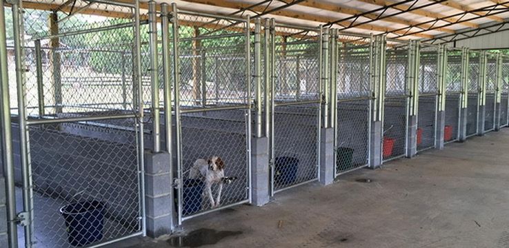 A dog is standing in a fenced in area in a kennel.