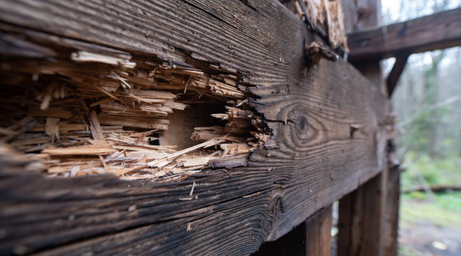 Close-up of weathered wooden beam with significant rot damage, likely outdoors in a wooded area.