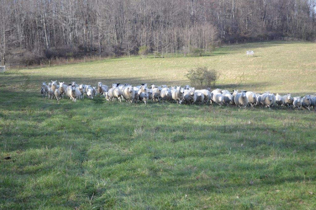 Jamison Farm Latrobe PA Natural Pasture Raised Lamb