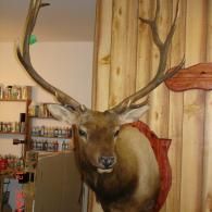 A taxidermy elk mount hangs on a wood-paneled wall above shelves filled with small containers in a room.