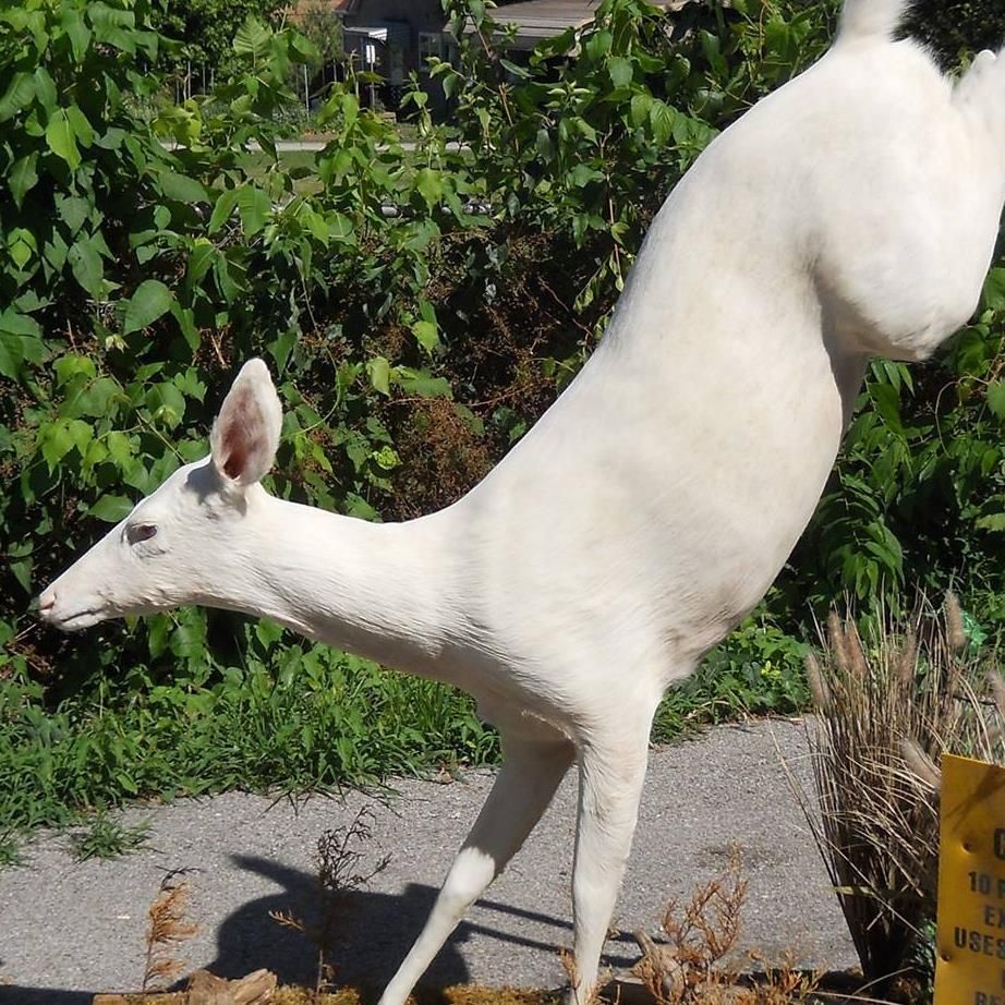 A white deer statue in a jumping pose standing on a paved path in front of green foliage.