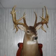 A taxidermy deer mount with a large, multi-pointed antler rack, displayed against a light wood-paneled wall.