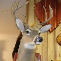 A mounted white-tailed deer head with antlers, displayed on a wooden wall plaque.