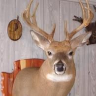 A taxidermy white-tailed deer head mount mounted on a wooden plaque against a grey wood-paneled wall.