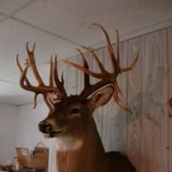 A taxidermy deer mount with a large, non-typical set of antlers hanging on a wood-paneled wall.