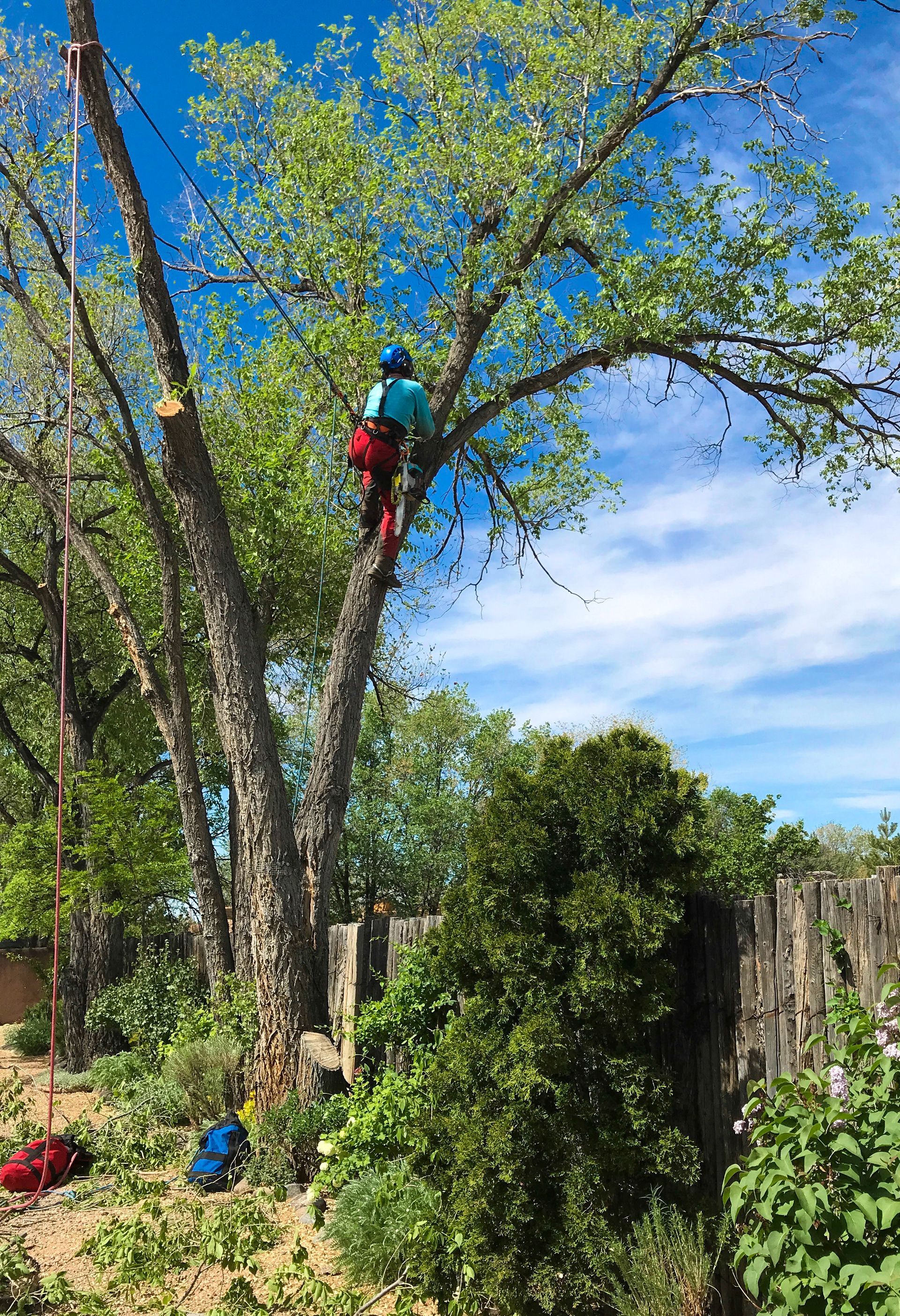 Arborist in tree, blue sky, cutting branches. Tree with green leaves, safety harness. Arborist in tree, blue sky, cutting branches. Tree with green leaves, safety harness.