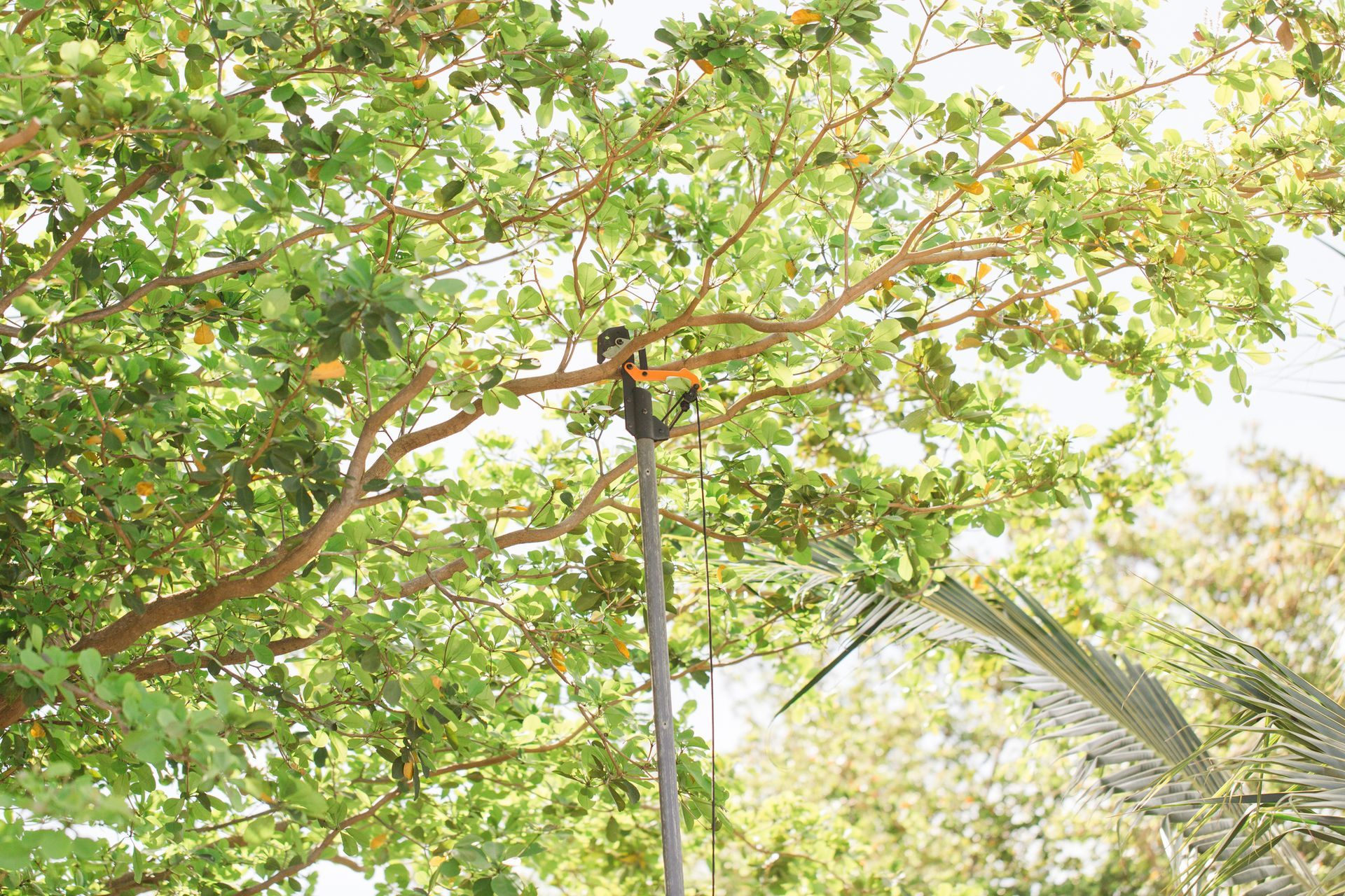 A person using a pole saw to trim branches from a leafy tree, sunny outdoor setting. A person using a pole saw to trim branches from a leafy tree, sunny outdoor setting.