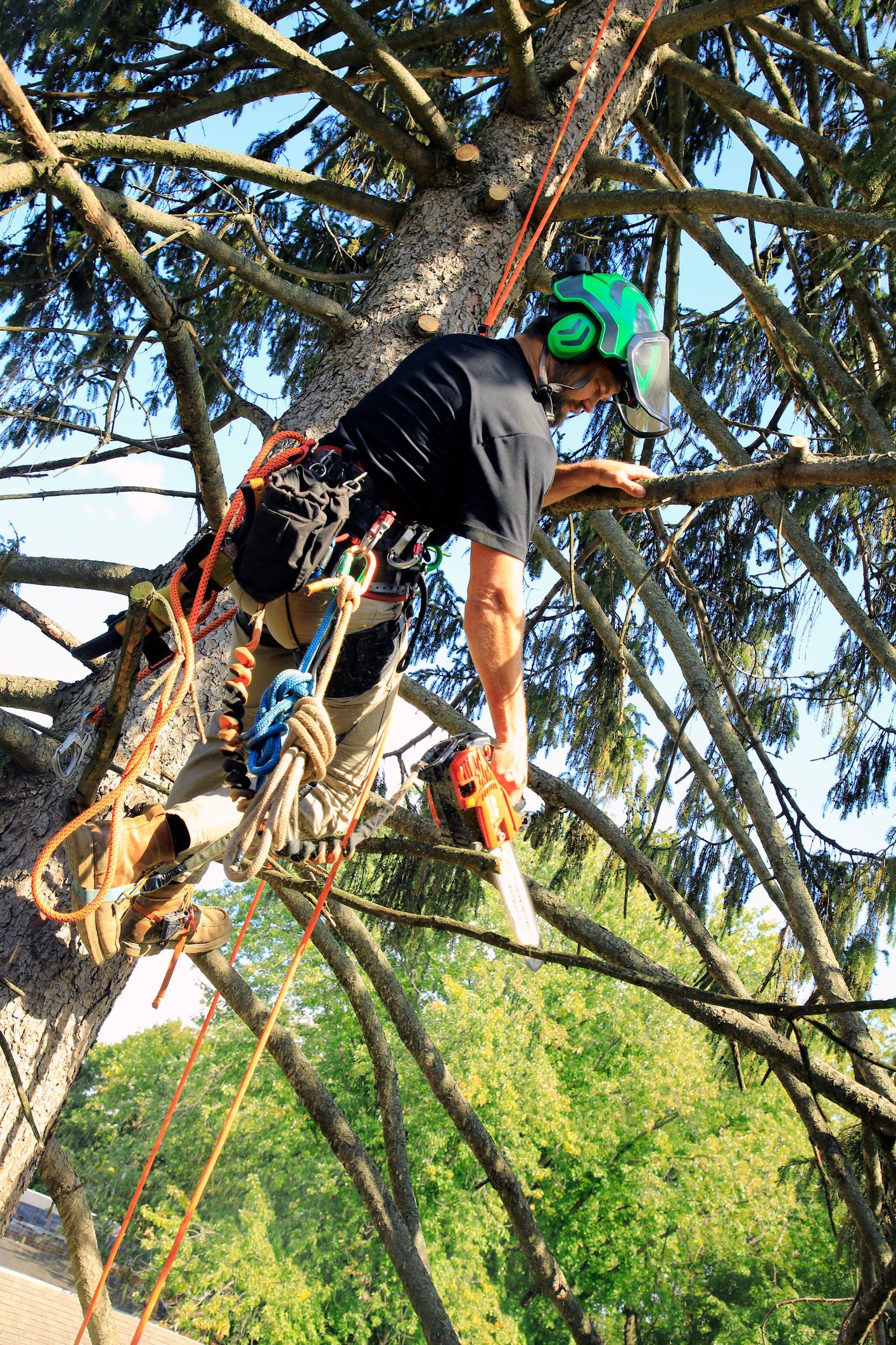 A pole saw cuts a palm tree branch; sunny outdoor setting. A pole saw cuts a palm tree branch; sunny outdoor setting.