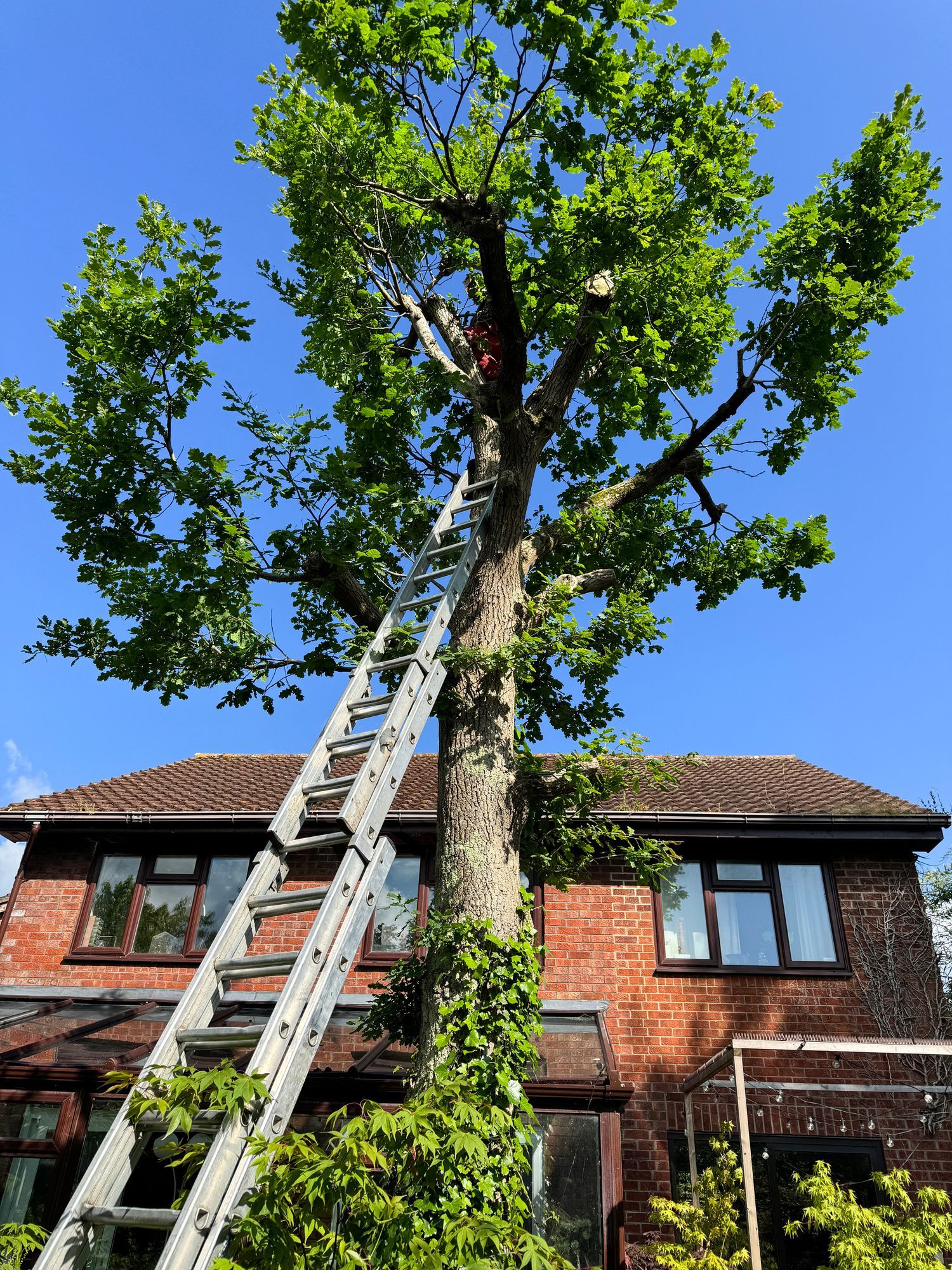 Ladder propped against a tree, reaching a person trimming branches. Red brick house in background.